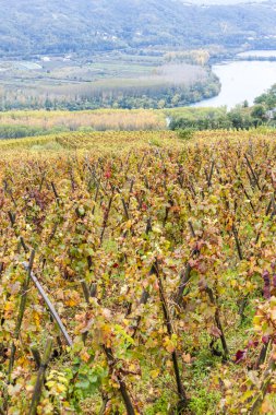 Cote Rotie, Rhône-Alpes, Fransa Grand cru bağ