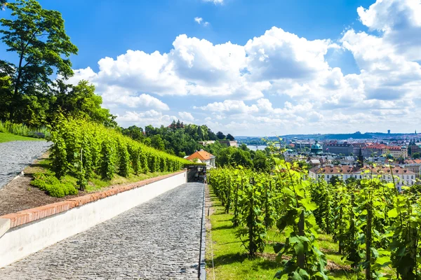 Ledeburska Garden, Prague, Czech Republic — Stock Photo, Image