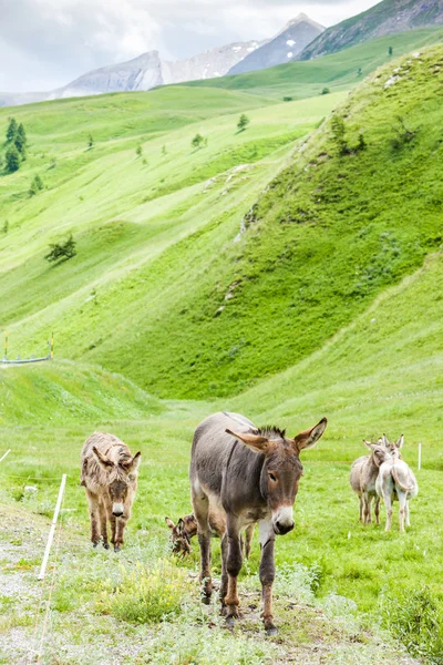 Burros, paisagem do Piemonte perto de fronteiras francesas, Itália — Fotografia de Stock