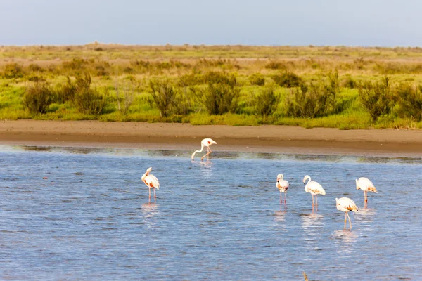Flamingo's in camargue, provence, Frankrijk — Stockfoto