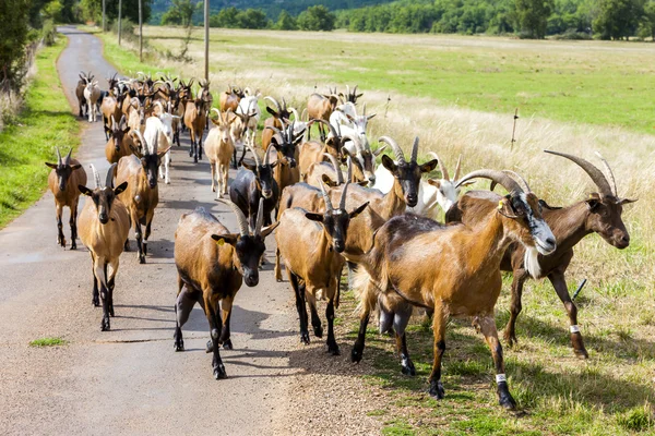 Κοπάδι από αίγες στο δρόμο, περιοχή: Aveyron, Midi-Πυρηναία, Γαλλία — Φωτογραφία Αρχείου