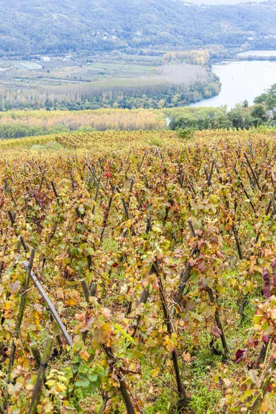 Grand cru vineyard of Cote Rotie, Rhone-Alpes, France — стоковое фото