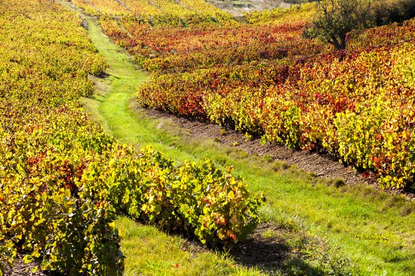 Viñedos de Beaujolais, Ródano-Alpes, Francia — Foto de Stock