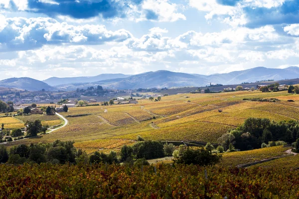 Vinhas de Beaujolais, Rhone-Alpes — Fotografia de Stock