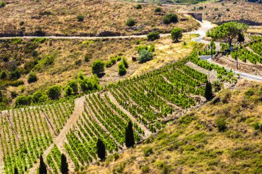 Cote Vermeille bağlantı noktası-Vendres yakınındaki bağında