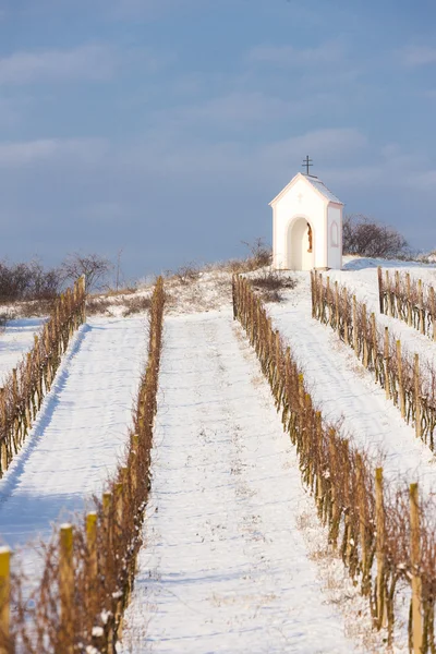 Winter vineyard near Hnanice, Southern Moravia, Czech Republic — Stock Photo, Image