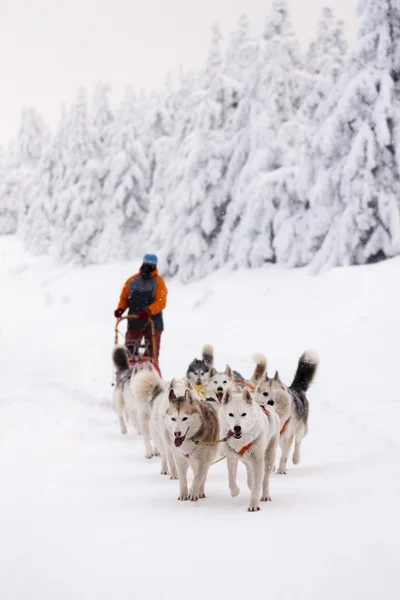 Sledge dogging, Sedivacek's long, Czech Republic — Stock Photo, Image