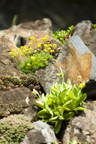 Vårblommor närbild — Stockfoto