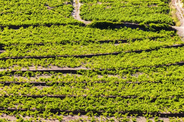 Vingård på Cote Vermeille nära Port-Vendres — Stockfoto