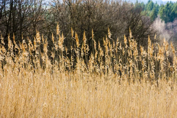 High grass on the meadow — Stock Photo, Image