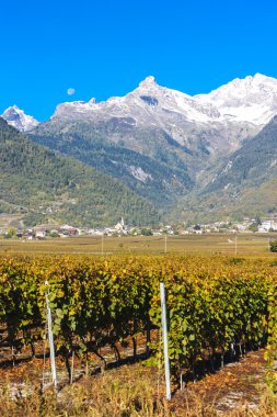 üzüm bağları Ardon bölgesinde, Kanton Valais, İsviçre