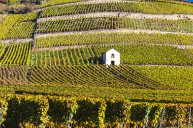 Sion bölgesindeki üzüm bağları, Valais kantonu, İsviçre