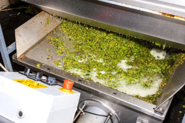 Şarap hasat, Güney Moravya