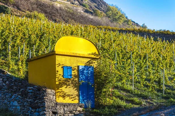 Виноградник в регионе Сион, кантон Вале, Швейцария — стоковое фото