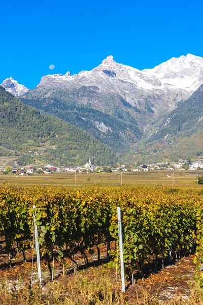 Vigneti nella regione di Ardon, Canton Vallese, Svizzera — Foto Stock