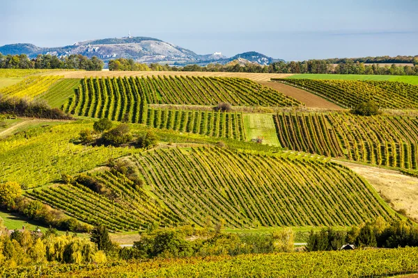 Jesienny winnice w pobliżu Falkenstein, Dolna Austria, Austria — Zdjęcie stockowe