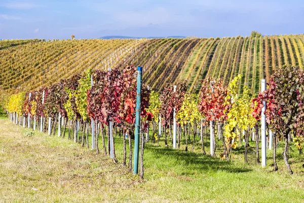 Vista de vinhas outonais perto de Velke Bilovice, República Checa — Fotografia de Stock