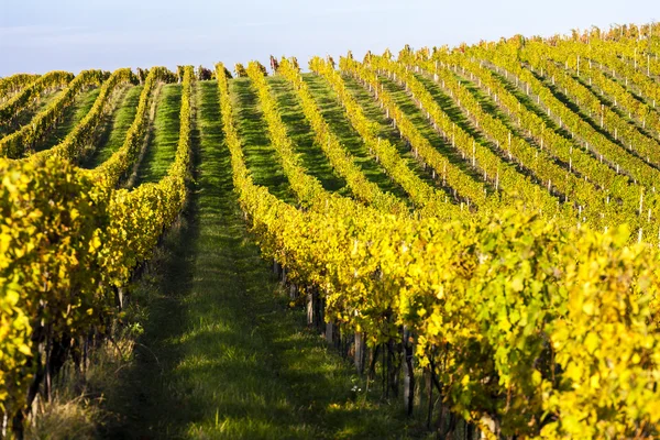 Autumnal vineyard, Modre Hory, Czech Republic — стоковое фото