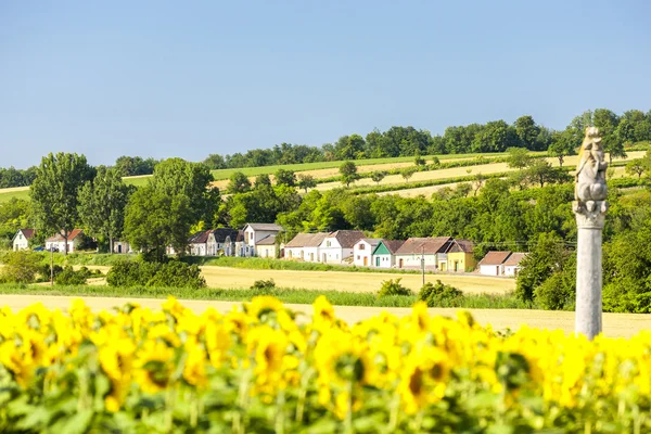 Wine cellars with sunflower field, Immendorf, Lower Austria, Aus — Stock Photo, Image