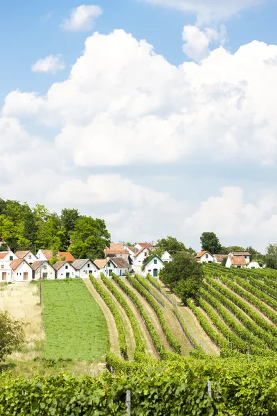 Piwnice wina z winnic, Galgenberg, Dolna Austria, Austria — Zdjęcie stockowe