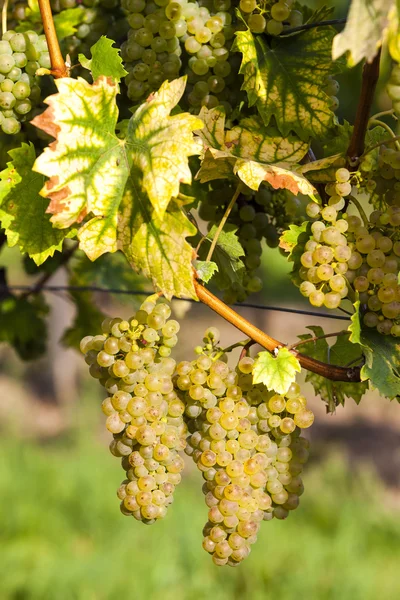 Weiße Trauben im Weinberg, Südmähren — Stockfoto