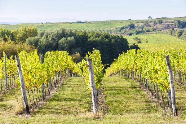 Vingård nära Hnanice, Södra Mähren — Stockfoto