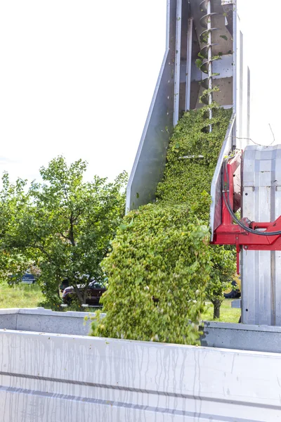 Récolte des vins, Moravie du Sud — Photo