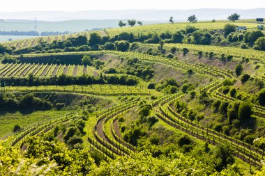 view of vineyard Jecmeniste, Znojmo Region, Czech Republic clipart