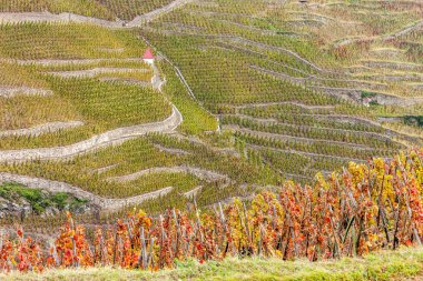 Grand cru bağ, Cote Rotie, Rhône-Alpes