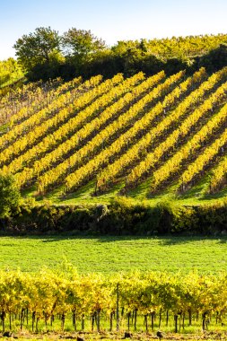 Falkenstein, Lower Austria, Avusturya yakınındaki sonbahar üzüm bağları