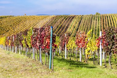 görünümünü sonbahar üzüm bağları yakınındaki Velke Bilovice, Çek Cumhuriyeti