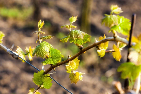 Close-up van groene wijnstok — Stockfoto