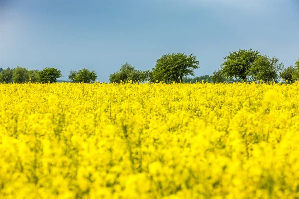 Träd med rapsfält, Tjeckien — Stockfoto