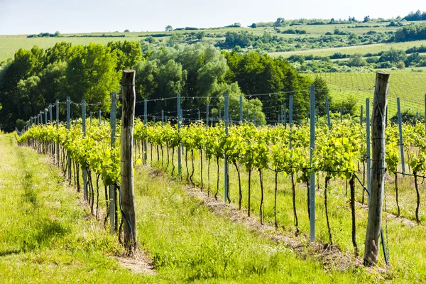 Виноградник рядом с Hnanice, Южная Моравия, Чехия — стоковое фото