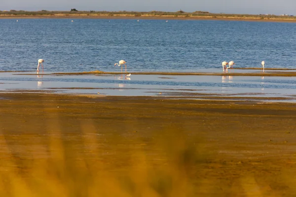 Flamingi w camargue, Prowansja, Francja — Zdjęcie stockowe