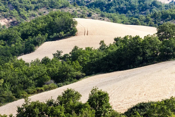 Fields with trees, Provence, France — Stock Photo, Image