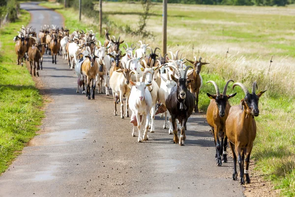 Стадо коз на дороге, Авейрон, Миди Пиренеи — стоковое фото