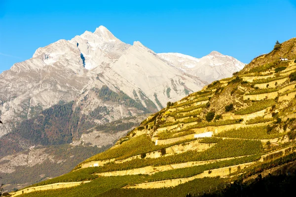 Winnice w regionie Syjonu, kanton Valais, Szwajcaria — Zdjęcie stockowe