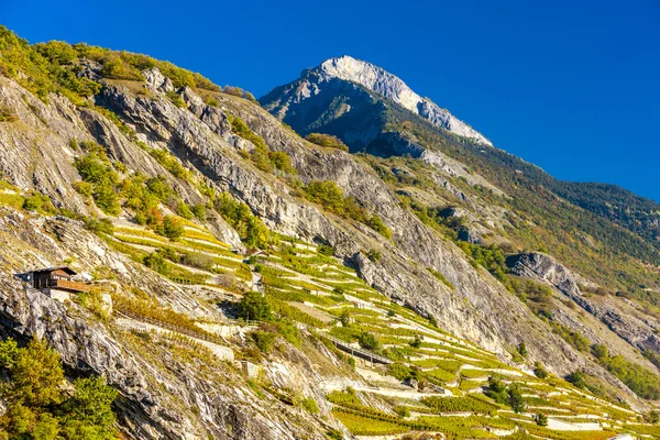 Viñedos en Ardon, cantón Valais, Suiza — Foto de Stock