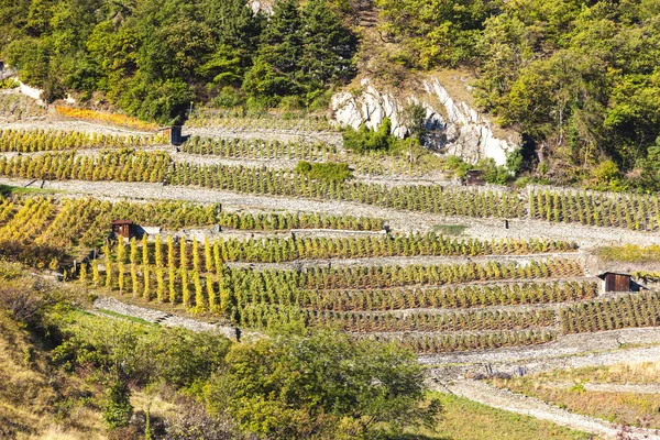 Vineyards in Martigny region, canton Valais — Stockfoto