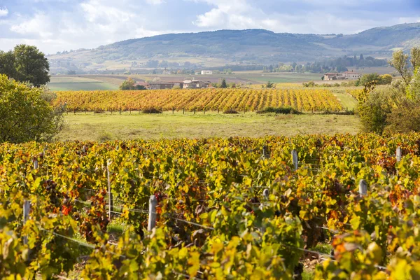 Winnice Beaujolais, Rhone-Alpes — Zdjęcie stockowe