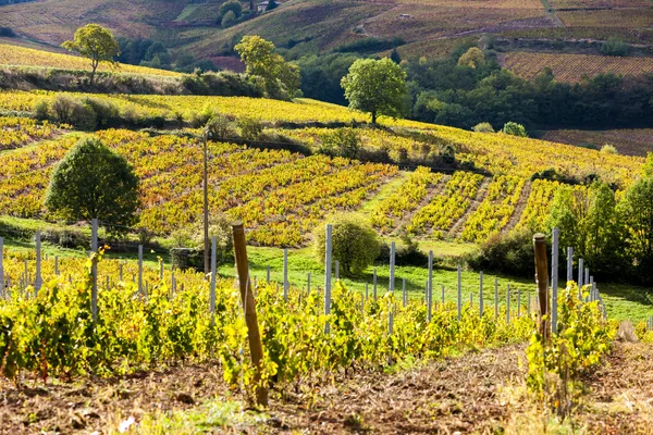 Winnice w pobliżu Odenas, Beaujolais, Rhone-Alpes — Zdjęcie stockowe