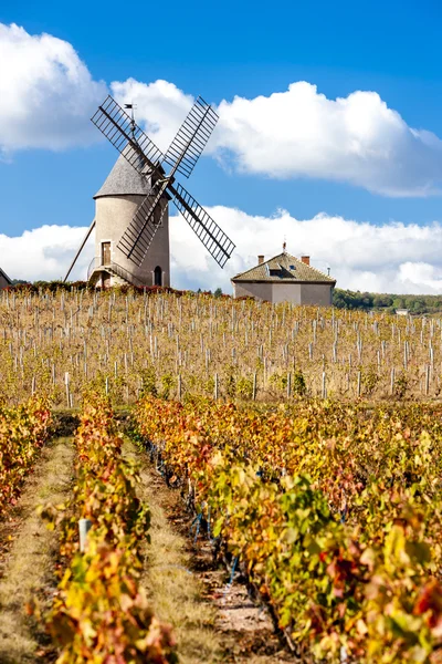 与风车附近 Chenas，薄酒，罗纳-阿尔卑斯大区的葡萄园 — 图库照片