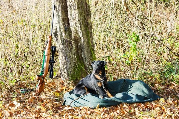 Lying hunting dog with a weapon — Stock Photo, Image