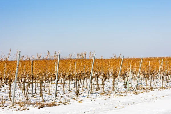 Vignoble d'hiver, Moravie du Sud, République tchèque — Photo