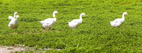 Gänsefarm, Tschechische Republik — Stockfoto