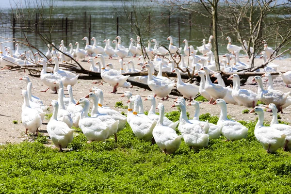 Gänsefarm, Tschechische Republik — Stockfoto