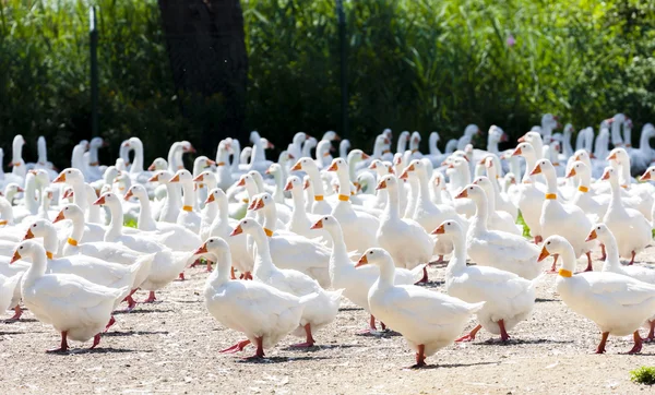 Gans boerderij, Tsjechië — Stockfoto