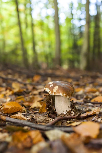 Edible mushroom in forest — Stock Photo, Image