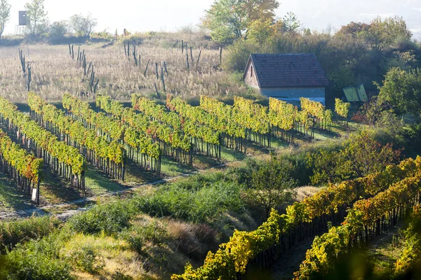 View of autumnal vineyards near Jetzelsdorf, Lower Austria, Aust — Stock Photo, Image